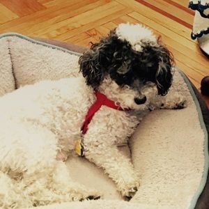 Meet your Posher, Brenda